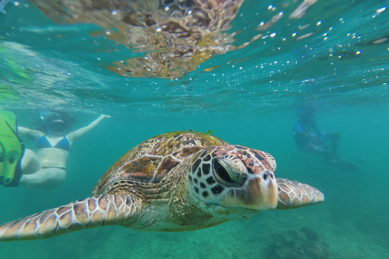 Mirissa: Coral Coast Divers Snorkeling Tour with Turtles
