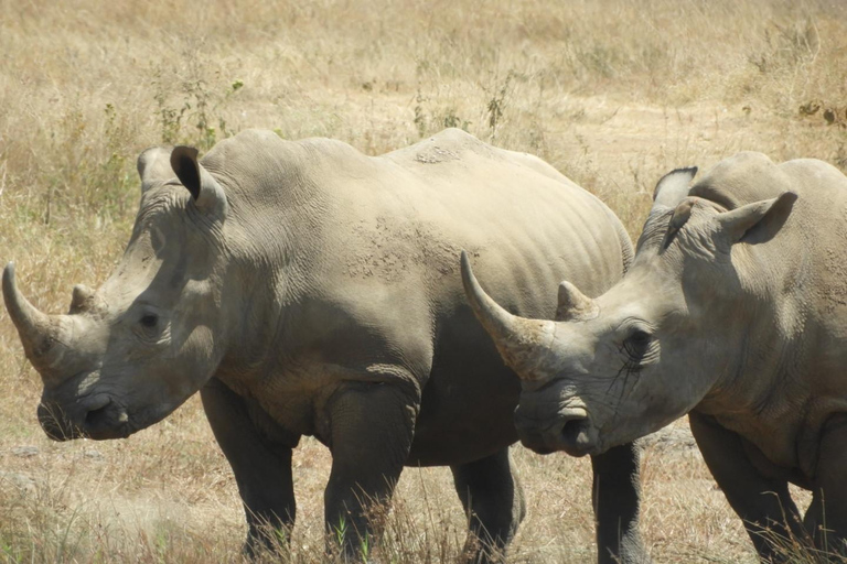 Private Nairobi National Park Drive in 4*4 landcruiser