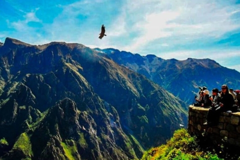 Arequipa: Excursión guiada de 1 día al Cañón del Colca | Vuelo del Cóndor |Vuelo del cóndor en Arequipa