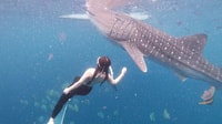 Whaleshark nuoto & Sardine corsa, tartaruga inseguire gita di un giorno - Hizvo