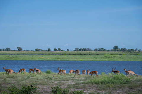 Chobe River Safari Cruise with Professional Guide
