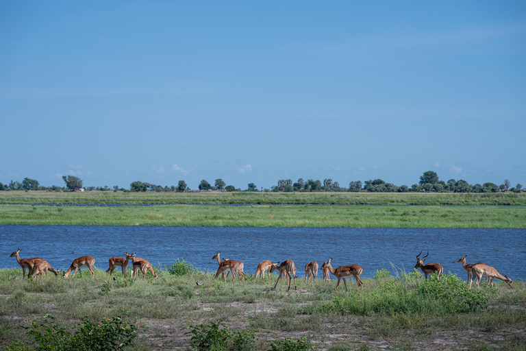Chobe River Safari Cruise with Professional Guide