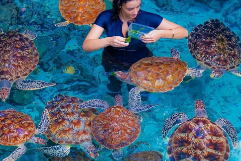 Zanzibar : Lagon Bleu, Étoiles de Mer et Tortues dans la Grotte de SalaamTransfert depuis n'importe quel hôtel à Zanzibar
