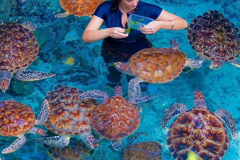 Zanzibar : Lagon Bleu, Étoiles de Mer et Tortues dans la Grotte de SalaamTransfert depuis n'importe quel hôtel à Zanzibar