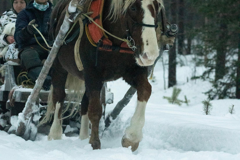 Rovaniemi: Traditional Finnhorse Sleigh Ride and Lunch