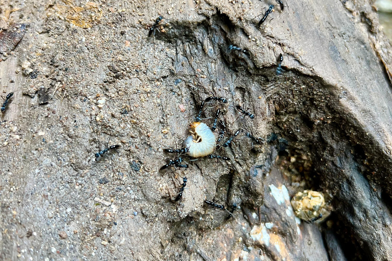 Chiang Mai 2-Day Adventure: Trekking, Tubing & Waterfalls 1-Night Jungle Stay - Trek, Tubing & Waterfall