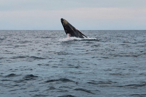 Panama City: Whale Watching Tour with Island Stop