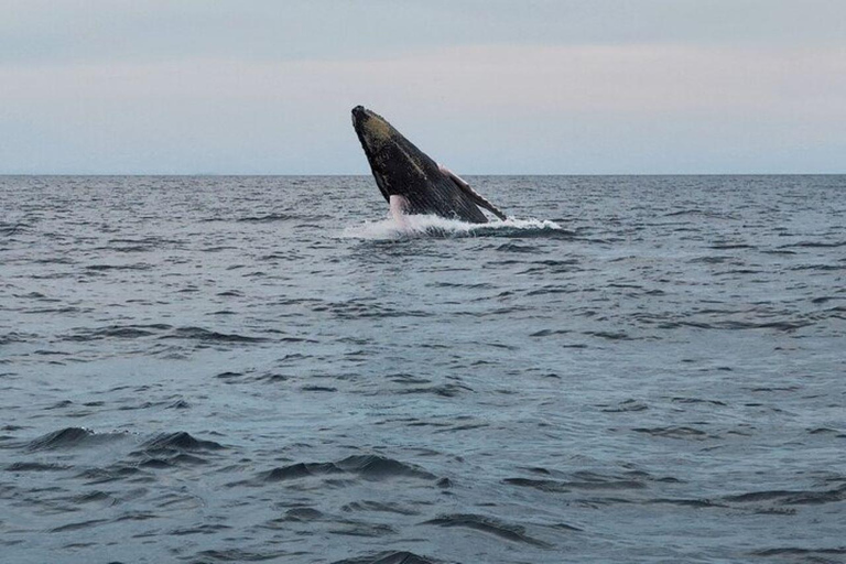 Panama City: Whale Watching Tour with Island Stop