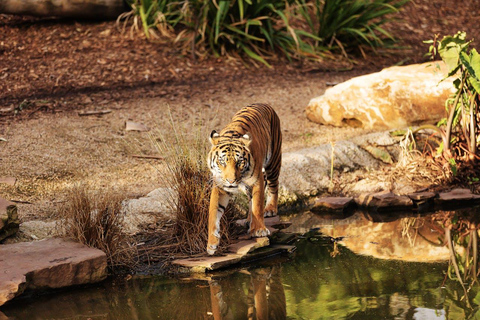 Desde Nueva Delhi: Excursión de 3 días al Parque Nacional de RanthamboreTour privado con alojamiento en hotel