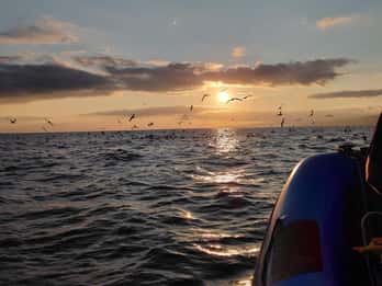 Vila Franca do Campo : Observation de la vie marine et des oiseaux & Plongée avec tuba
