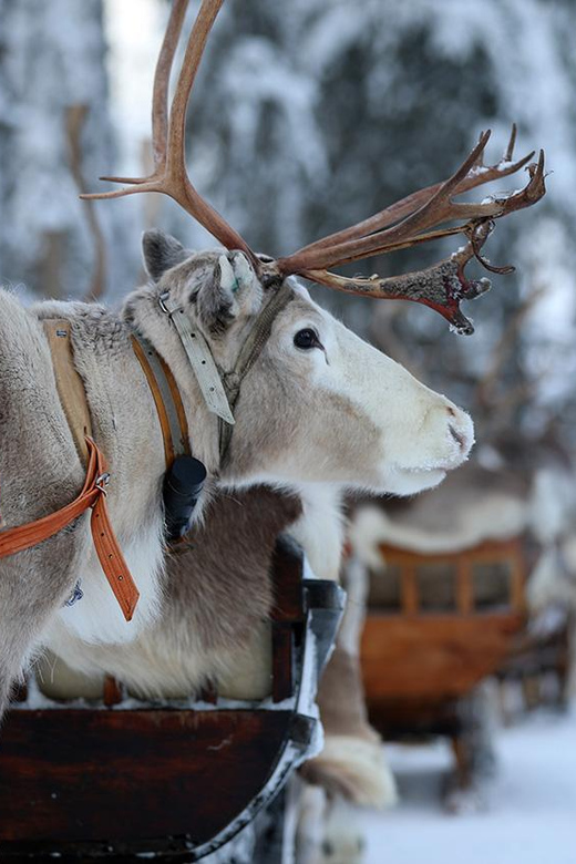 クーサモトナカイぞりと牧場訪問 | GetYourGuide