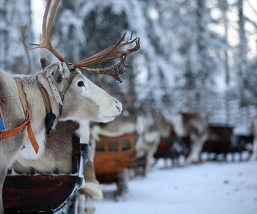 Kuusamo: Passeio de trenó de renas e visita a uma quinta