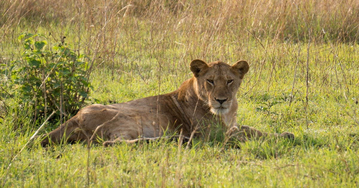 10 Tage Uganda Wildtiere Und Primaten Safari GetYourGuide