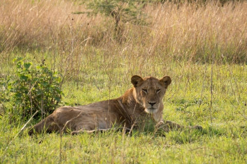 10 jours de safari en Ouganda sur la faune et les primates