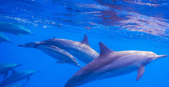 Dolphins Watching with Hotel Pick Up (Mauritius)