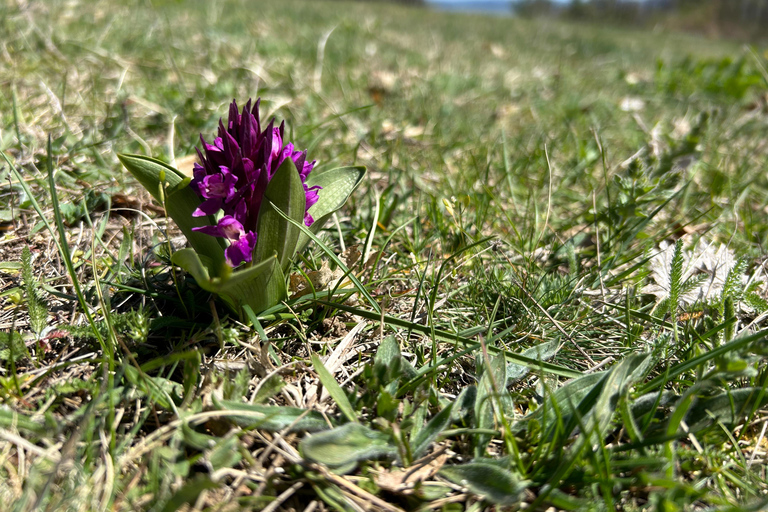 Sofia: Culinary Adventure To The Fungi And Botanical Kingdom