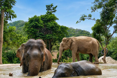 From Bangkok: Pattaya Ethical Elephant Sanctuary Day Trip