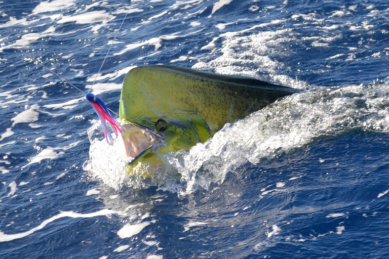 Mauritius: Big Game Fishing Trip from Grand Baie Full-Day Big Game Fishing Trip