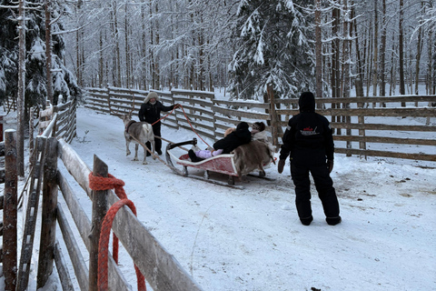 Rovaniemi: Reindeer Farm Visit with Sleigh Ride & Pickup