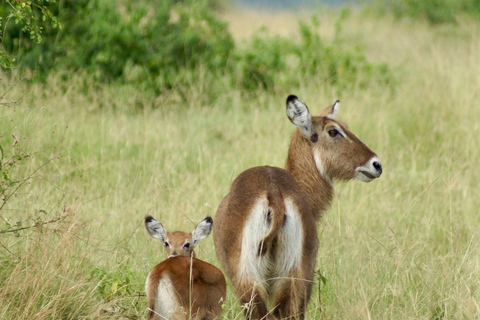 Sansibar: 3-tägige Safari nach Tarangire, Ngorongoro und Arusha
