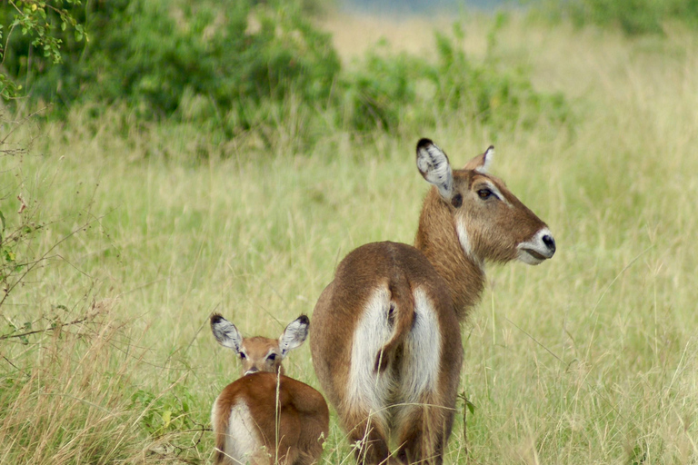 Sansibar: 3-tägige Safari nach Tarangire, Ngorongoro und Arusha