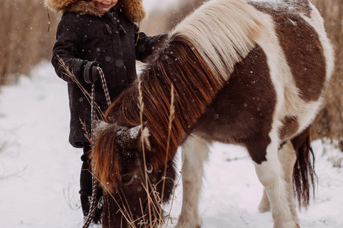 Reykjavik: Icelandic Horse Ride in Lava Fields – All Levels
