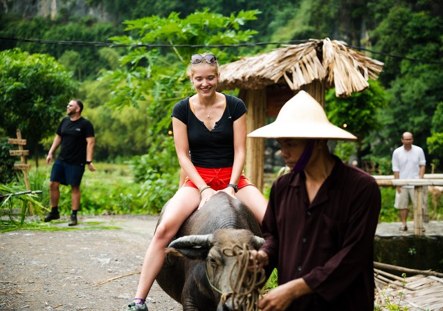 Visit Ninh Binh Buffalo riding, rice planting group tour in Trang An