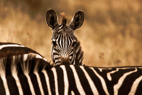 Budżetowe safari w Tanzanii: Serengeti, Ngorongoro i Tarangire