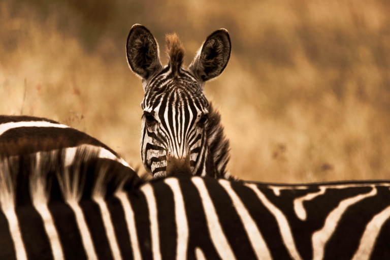 Safari économique en Tanzanie : Serengeti, Ngorongoro et Tarangire