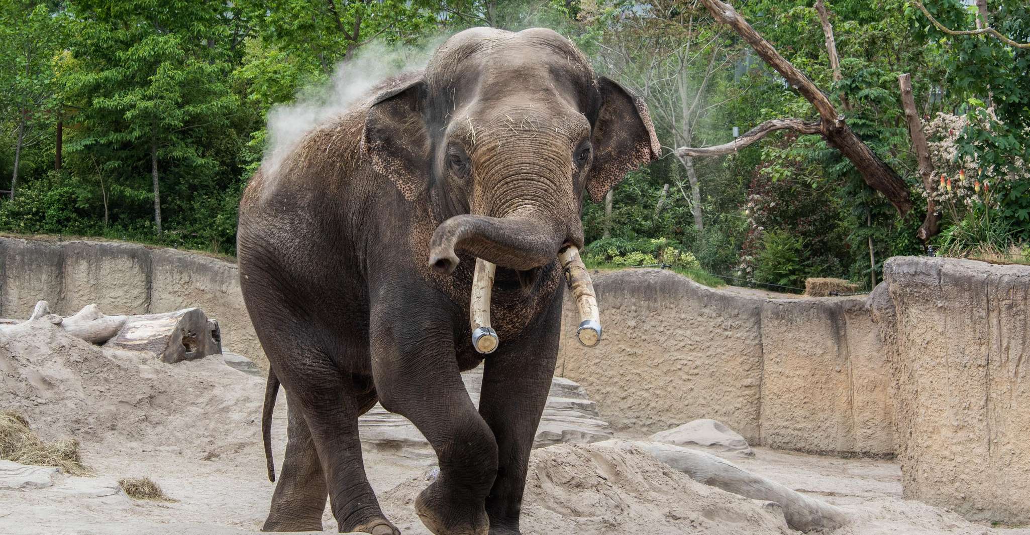 Emmen: Wildlands Adventure Zoo and Rimbula River Boat Ride photo 1