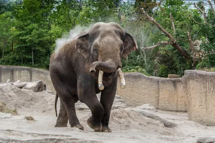 Emmen: Wildlands Adventure Zoo und Bootsfahrt auf dem Rimbula River
