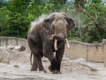 Emmen: Wildlands Adventure Zoo and Rimbula River Boat Ride
