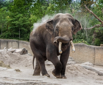 Wildlands Adventure Zoo and Rimbula River Boat Ride