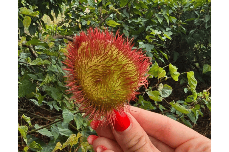 Excursão a Stone Town e à Quinta das Especiarias com almoço tradicionalPasseio pela Cidade de Pedra e Fazenda de Especiarias com Almoço Tradicional