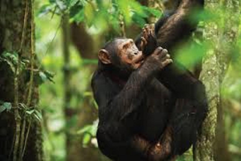 2-daagse chimpanseetrekking