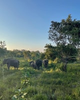 Wildlife Safari zum Hurulu Eco Park - Habarana - Hizvo