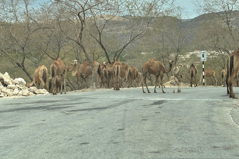 Salalah: Tour particular por Wadi Derbat, Jabal Samhan e Sinkhole