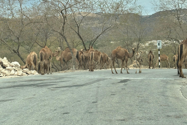 Salalah: Wadi Derbat, Jabal Samhan &amp; Sinkhole Privat tur