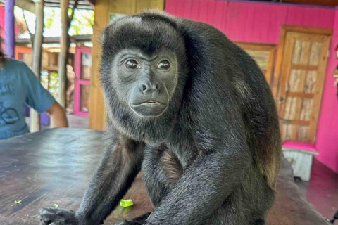 Bocas del Toro : tour en bateau de l&#039;île aux singes et de Cayo Coral