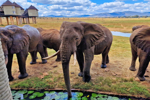 Mombasa: 2-Day Saltlick & Ngutuni Private Safari