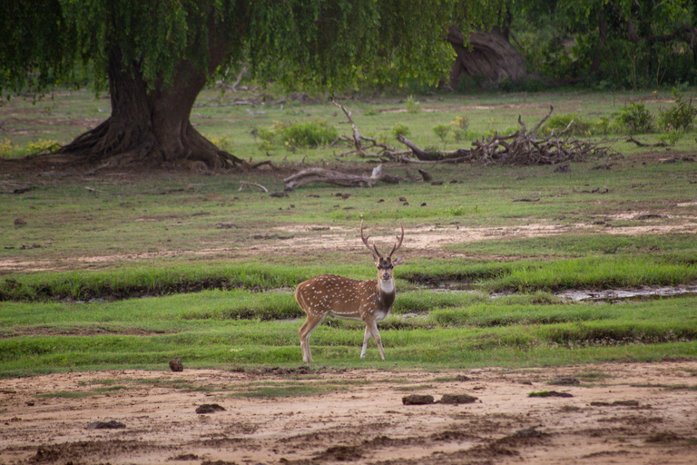 Udawalawe Safari & Elephant Transit Home private Tour ALL INCLUSIVE from all pickup areas