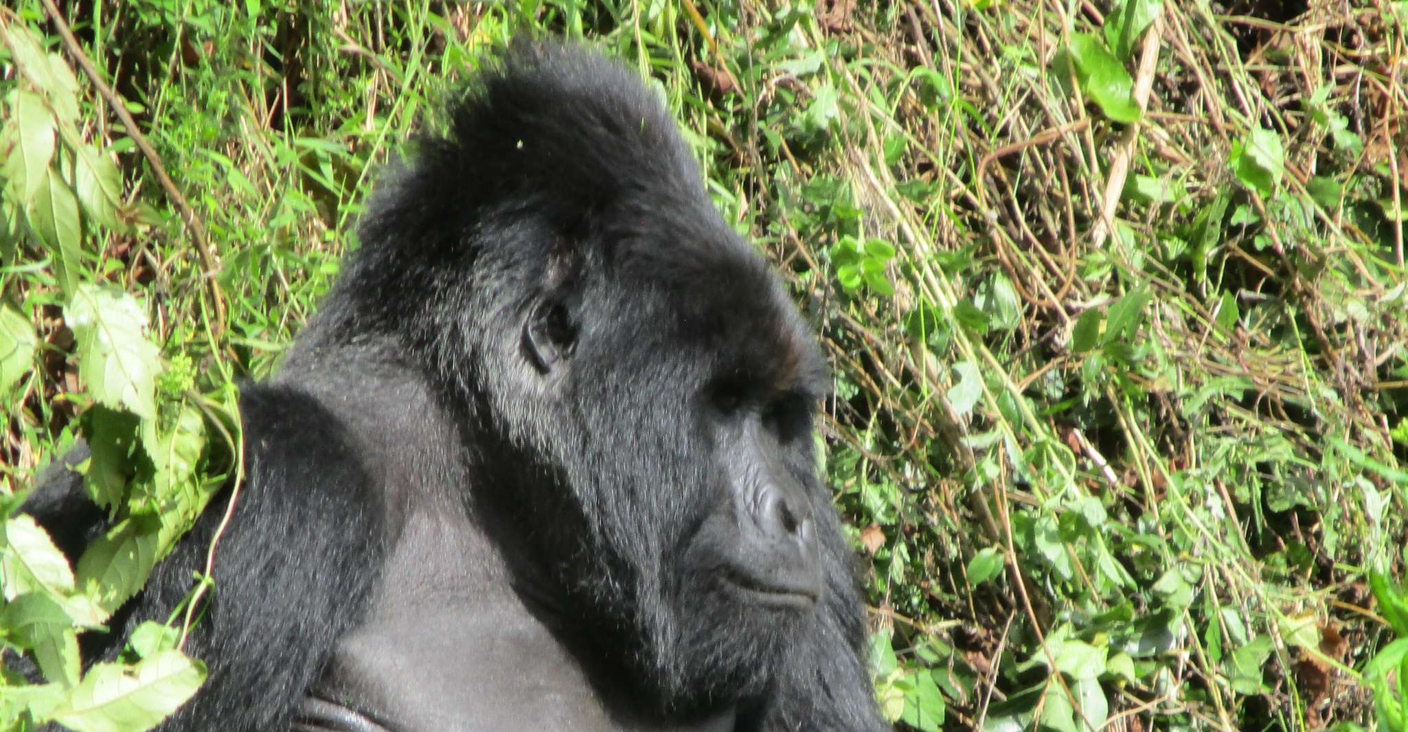 3day bwindi Gorilla tracking and Batwa experience - Housity