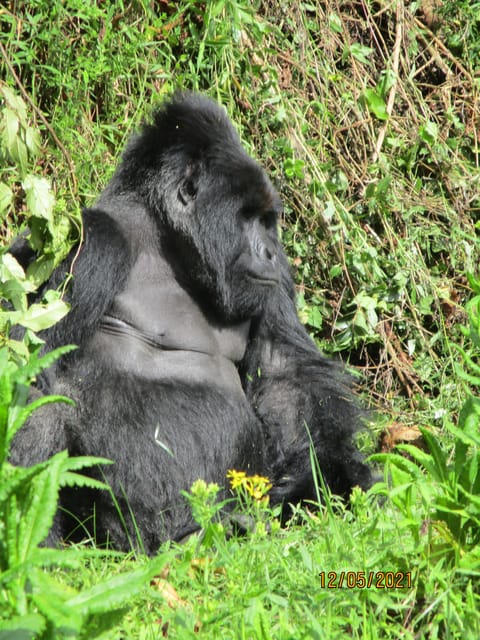 3day Bwindi Gorilla Tracking And Batwa Experience GetYourGuide