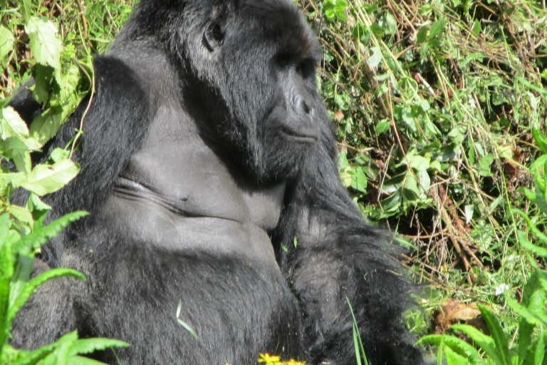 3day bwindi Gorilla tracking and Batwa experience