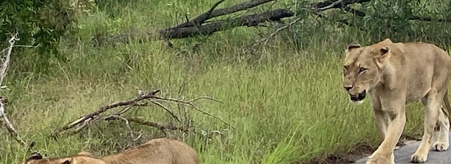 4 jours tout compris du sud au centre du Kruger au départ de Nelspruit