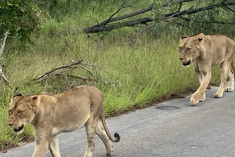 Tudo incl. 4 dias do Kruger Sul para o Central a partir de Joanesburgo