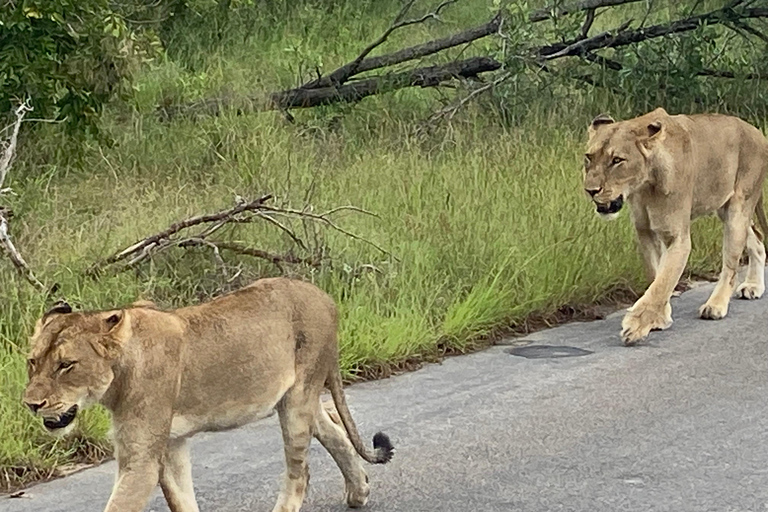 Todo incl. 4 Días de Kruger Sur a Central desde Johannesburgo