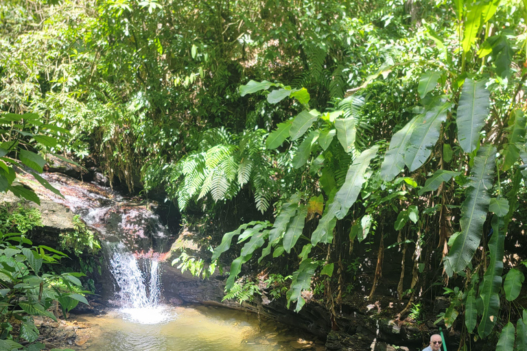 Trinidad: Experiencia en el Santuario de Aves del Centro Natural Asa Wright