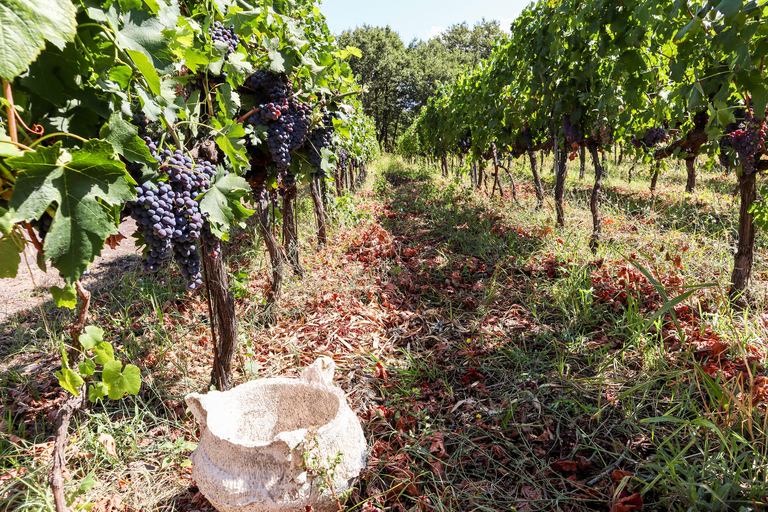 Porto: Vinresa Vintur i Dourodalen med en sommelier och båttur