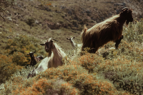 خانيا: جولة سفاري جيب بالوس 4 × 4 من كيساموس